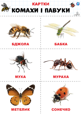 Комахи і павуки – картки Домана