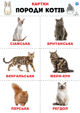 Породи котів – картки Домана