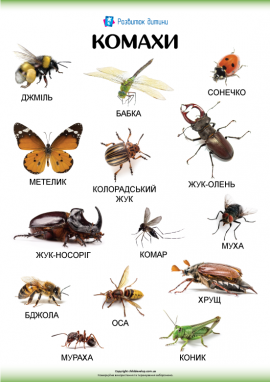 Комахи: інформаційний плакат-наочність