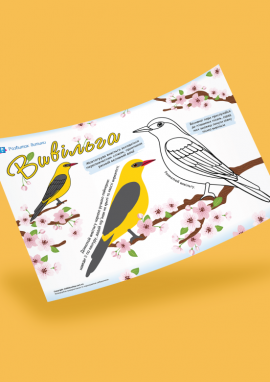 Вивільга: весняна розмальовка-домальовка