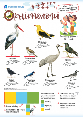 Досліджуємо перелітних птахів: вчимося порівнювати за висотою