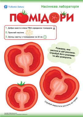 Аплікація із насінням помідорів