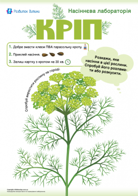 Аплікація із насінням кропу