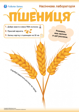 Аплікація із насінням пшениці