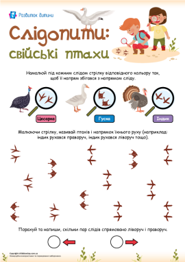 Сліди свійських птахів: вивчаємо напрямок руху