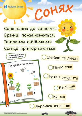 Життєвий цикл соняшника: читання по складах