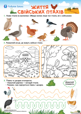 Ознайомлення зі свійськими птахами