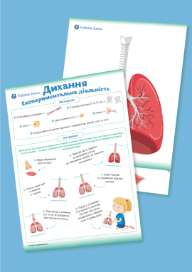 Органи дихання: експеримент для дітей 5–10 років