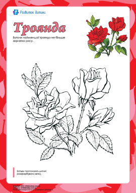 Розмальовка «Троянда»