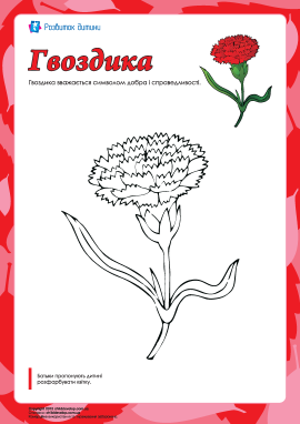 Розмальовка «Гвоздика»