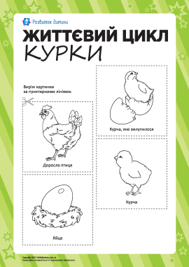 Розмальовка «Життєвий цикл курки»