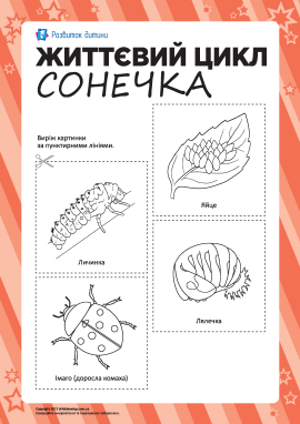 Розмальовка «Життєвий цикл сонечка»