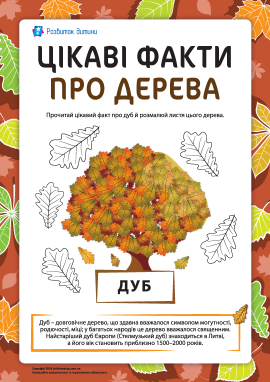 Цікаві факти про дерева: дуб