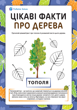 Цікаві факти про дерева: тополя Цікаві факти про дерева: тополя