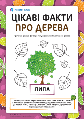 Цікаві факти про дерева: липа