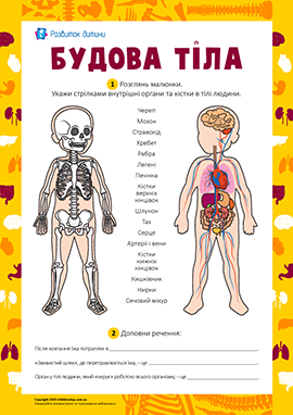 Вивчаємо будову тіла людини