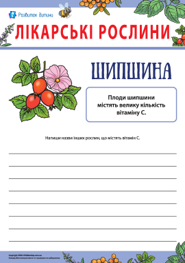 Дізнаємося цікавий факт про шипшину