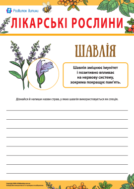 Дізнаємося цікавий факт про шавлію