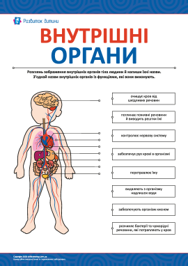 Вивчаємо внутрішні органи тіла людини Вивчаємо внутрішні органи тіла людини